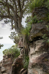 Fototapeta na wymiar Tree on Coastal Cliff