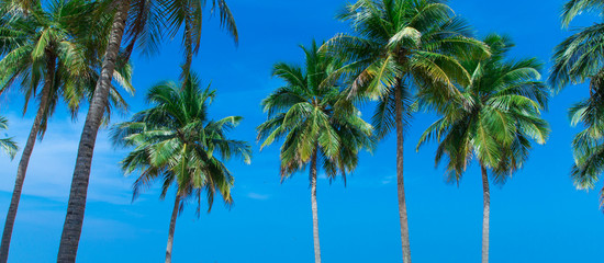 Obraz premium Coconut tree on the sky background