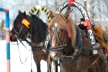 two horses decorated with red ribbons.