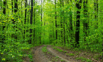 Forest trees. nature green wood sunlight backgrounds