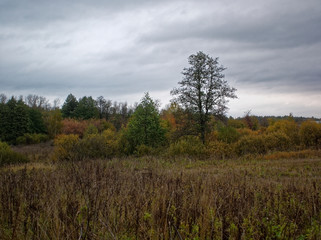 Fototapeta na wymiar overgrown with trees abandoned village in autumn