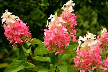 Hydrangea paniculate with white and pink flowers in the garden close-up.
