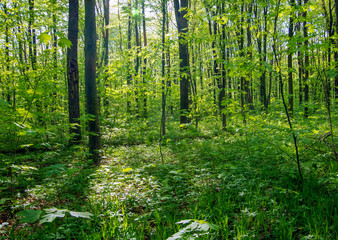 Fototapeta premium Forest trees. nature green wood sunlight backgrounds