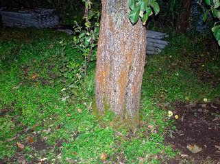 night landscape in autumn garden