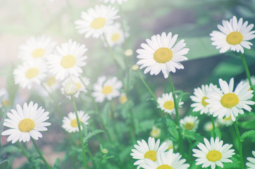 Obraz premium Beautiful chamomile growing in the meadow