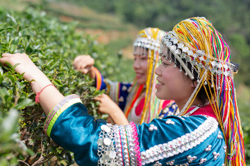 Agriculture of hilltribe women collecting tea leaves in the fields. Hill tribe woman.