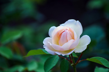 Pink roses on the bush, macro, rose garden