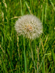 dandelion on green background of grass