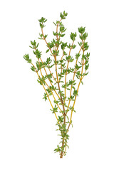 Thyme fresh herb isolated on a white background