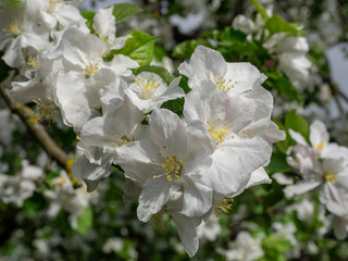 Apfelblüte Roter Boskoop