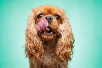 studio portrait of a cute Cavalier King Charles Spaniel licking its cheek