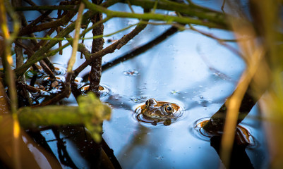 A European common frog (Rana temporaria) peeks out of the water in a small pond at Wem Moss, Shropshire, England.