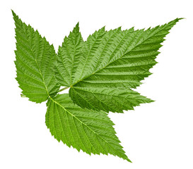 Raspberry leaf isolated