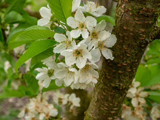 S&uuml;&szlig;kirsche Sylvia