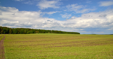 green field and blue sky