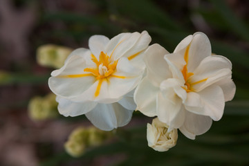 daffodil starfish