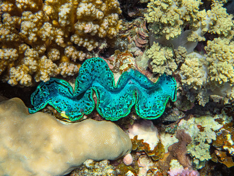 Giant clam (Tridacna gigas) between corals in tropical sea 