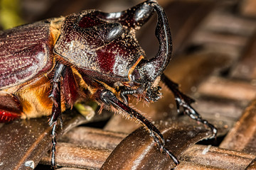 rhino beetle - Oryctes nasicornis - extreme close up