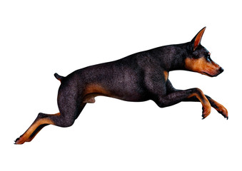 3D Rendering Doberman Dog on White