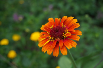 Orange Flower Close-Up