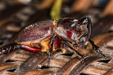 rhino beetle - Oryctes nasicornis - extreme close up