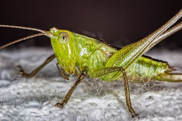 cricket green on cloth extreme close up