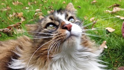Cat miaowing towards the camera on the grass