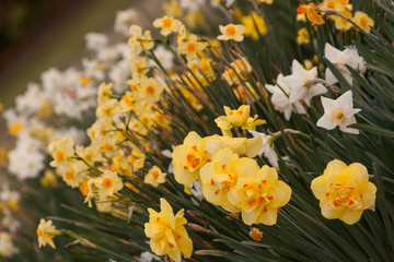 daffodil field