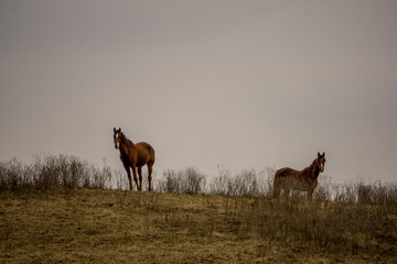 horses on a hill