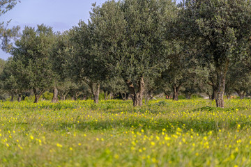 The olive trees