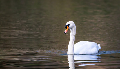 A mute swan (Cygnus olor) swims in the River Severn in Shrewsbury, Shropshire, England.