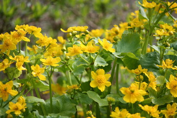 Obraz premium Blüten