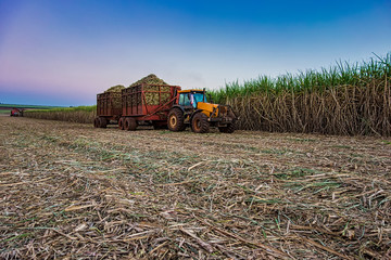  sugar cane field mechanical harvesting with a tractor carrying harvest 