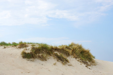 marram grass on sand dune at baltic seaside