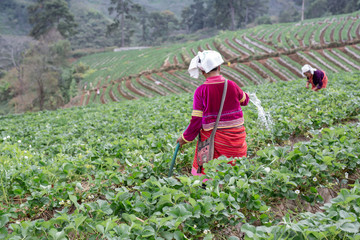 Tribal girls are collecting strawberries on the farm. Hill tribe woman.