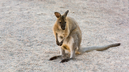 Wallaby. Marsupial mammal. Wild nature. A long tail. Animal protection. Place for text.