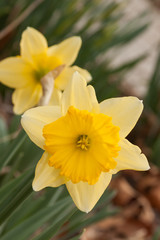 yellow daffodil cup duo