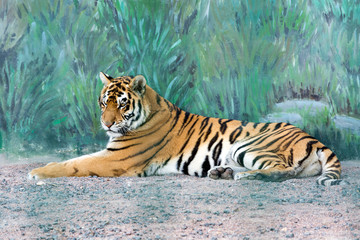 A beautiful tiger lies on the ground. The animal is resting. Dangerous predator. Wild nature.