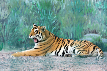 Fototapeta na wymiar A beautiful tiger lies on the ground. The animal is resting. Dangerous predator. Cat yawns. Wild nature.