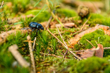 Anoplotrupes stercorosus, a colorful beetle walks through the forest undergrowth in a natural environment.