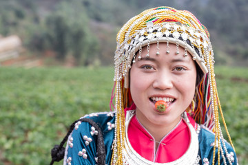 Tribal girls are collecting strawberries on the farm. Hill tribe woman.