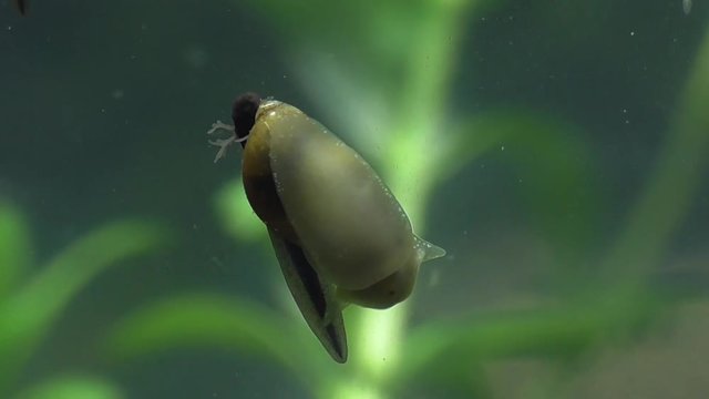 Grasfroschkaulquappe und Wasserschnecke