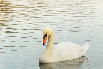 Obraz premium Cygnus, Swan swimming on the pond.