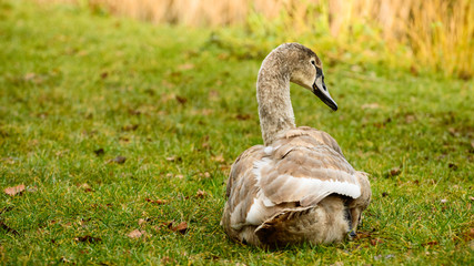 Cygnus, A resting swan on the shore of the pond.