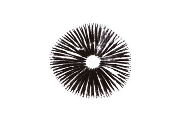 A mushroom leaves a black spore print on a white background. - obrazy, fototapety, plakaty