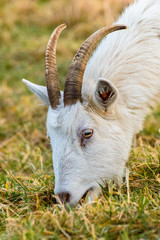 Capra hircus A goat grazing in a meadow