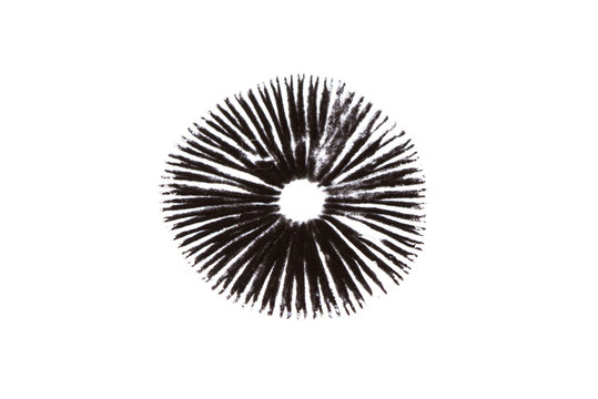A mushroom leaves a black spore print on a white background.