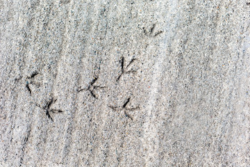 traces of a bird on concrete of gray color