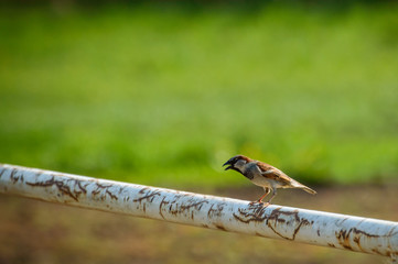 Passer domesticus, resting bird on the barrier, hot day...