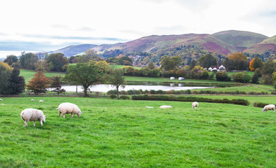 Fototapeta premium Sheep graze in a grassy meadow in rural Shropshire, England.